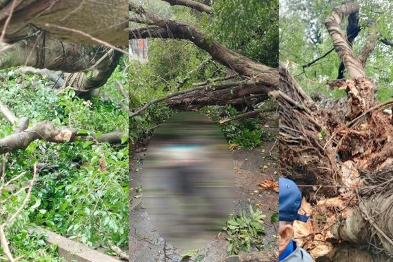 Hai cây si cổ thụ trước đền Quán Thánh bất ngờ đổ, 2 người bị thương