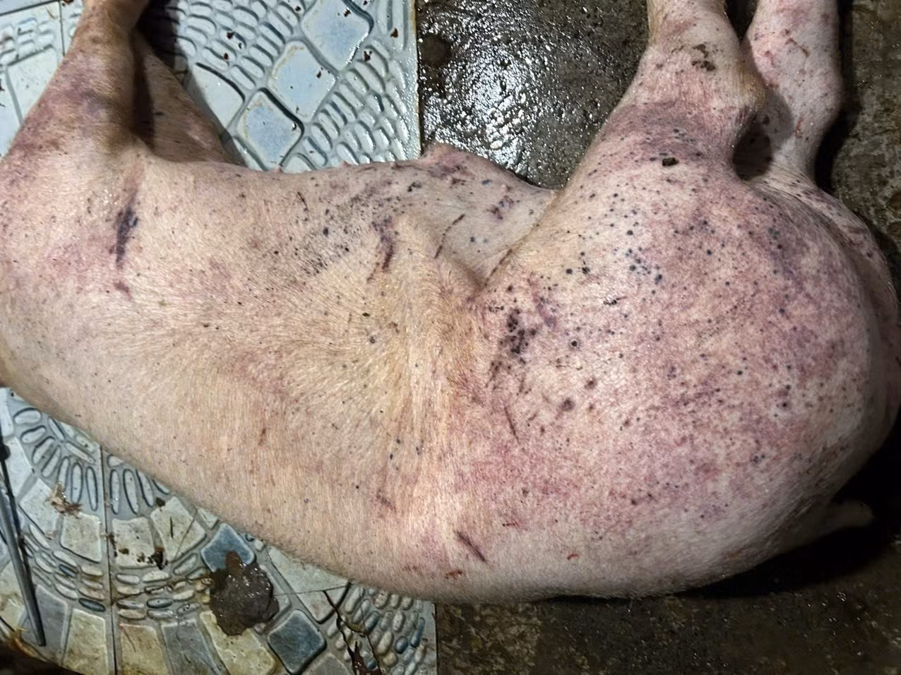 Công ty Cường Phát bán thịt lợn bệnh cho trường học Hà Nội bị khởi tố