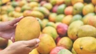 Mua xoài áp dụng 5 chiêu này, đảm bảo ngọt lịm