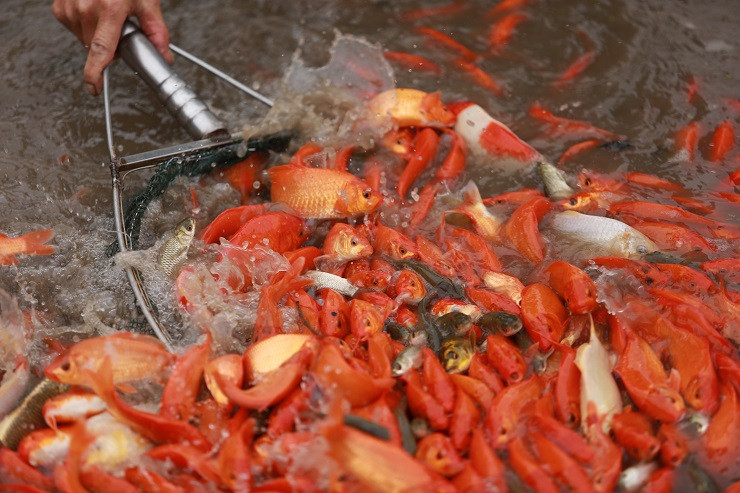 Làng nuôi phương tiện tiễn ông Công ông Táo rộn ràng ảnh 5