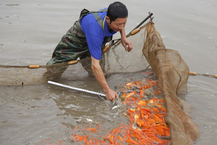 Làng nuôi phương tiện tiễn ông Công ông Táo rộn ràng ảnh 4