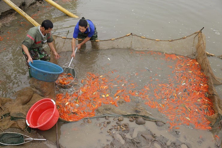 Làng nuôi phương tiện tiễn ông Công ông Táo rộn ràng ảnh 3