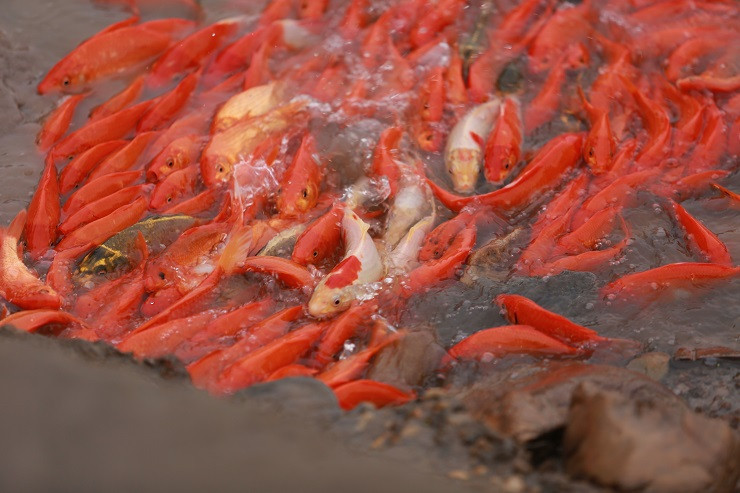 Làng nuôi phương tiện tiễn ông Công ông Táo rộn ràng ảnh 1