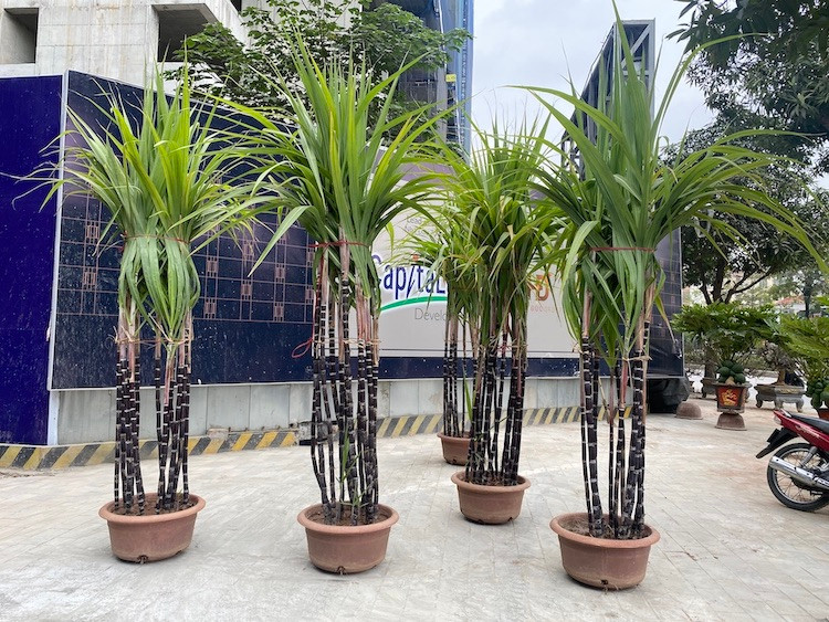 Mía tím chơi Tết giá hàng triệu đồng hút khách Hà thành ảnh 1 Mía tím chơi Tết giá hàng triệu đồng hút khách Hà thành ảnh 1