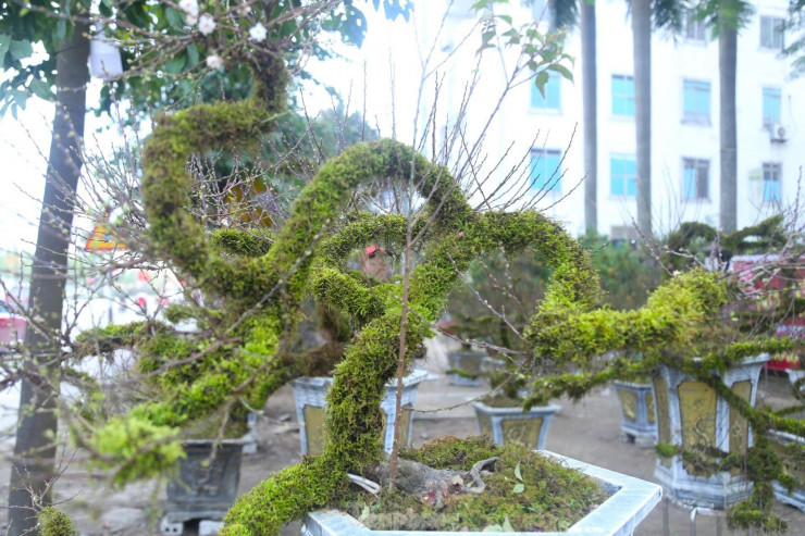 Anh Phan Quốc Toản (SN 1991), chủ nhân của những cây nhất chi mai này cho biết, dịp Tết Nguyên đán 2023, anh nhập gần 100 gốc nhất chi mai từ Sa Pa về trưng bán dịp Tết tại hai tỉnh Nghệ An và Hà Tĩnh.