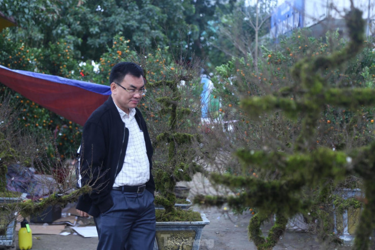 Theo anh Toản, hoa nhất chi mai là giống hoa rất quý, được thị trường phía Bắc rất ưa chuộng và lần đầu xuất hiện tại thị trường hoa Tết ở Nghệ An, thu hút rất nhiều người đến chiêm ngưỡng