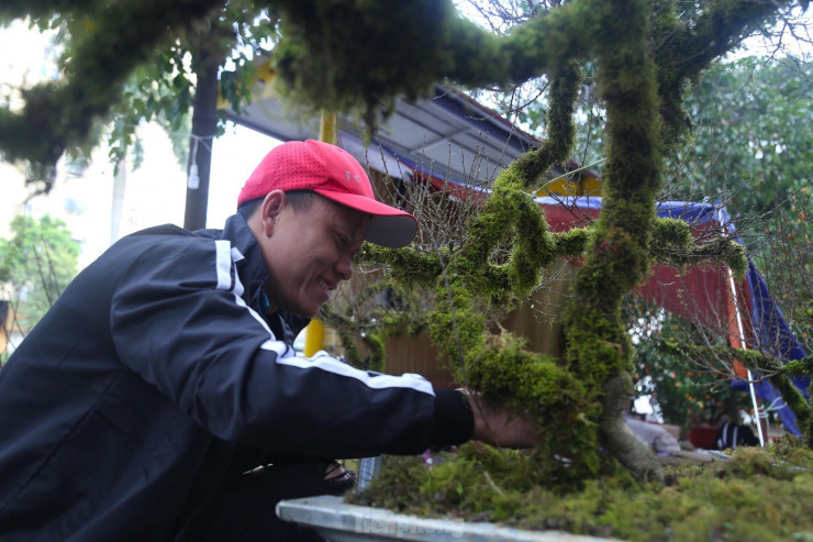 “Năm ngoái, tôi có đưa nhất chi mai về bán tại tỉnh Hà Tĩnh. Nhận thấy tiềm năng, năm nay, tôi nhập số lượng lớn và mở thêm điểm bán tại thành phố Vinh, Nghệ An. Về giá cả, cũng có nhiều mức khác nhau để người dân dễ dàng lựa chọn, mỗi chậu có giá từ 3 - 25 triệu đồng, tùy vào kích thước, gốc càng lớn thì giá cao hơn”, anh Toản nói.