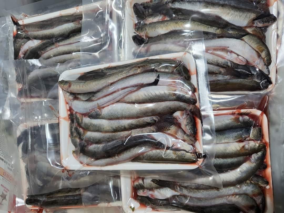 Loại cá đặc sản miền Tây tăng giá chóng mặt, dân nuôi tiếc hùi hụi ảnh 2