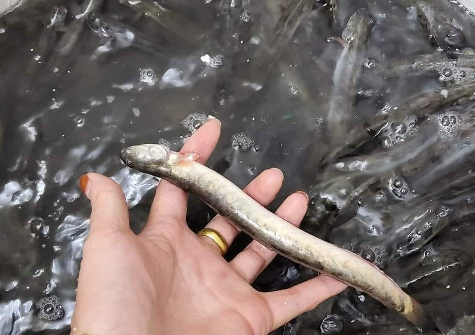 Loại cá đặc sản miền Tây tăng giá chóng mặt, dân nuôi tiếc hùi hụi ảnh 1