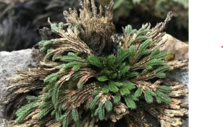 Cỏ hoàn hồn mọc kẽ đá, phơi khô bán thu tiền đếm mỏi tay ảnh 1 Cỏ hoàn hồn mọc kẽ đá, phơi khô bán thu tiền đếm mỏi tay ảnh 1