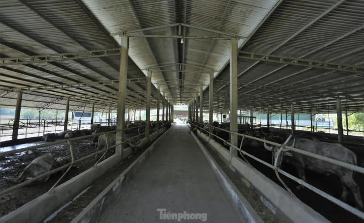 Hệ thống chuồng trại được đầu tư bài bản, đáp ứng yêu cầu kỹ thuật trong chăn nuôi trâu. Chủ trang trại nuôi trâu nói rằng nuôi trâu là hướng đi mới, cần có nguồn vốn đầu tư rất lớn nên phải tìm hiểu nguồn giống, áp dụng khoa học kỹ thuật trong chăm sóc, phòng trừ dịch bệnh.