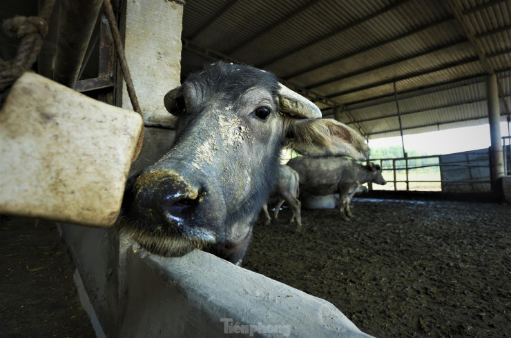 Ngoài diện tích chuồng nuôi lớn, chủ trang trại còn lắp đặt đầy đủ máng ăn, bồn nước và đá muối khoáng cho trâu.