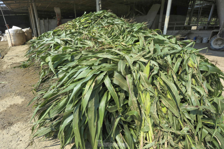 Ngoài 2ha trồng cỏ và ngô tại trang trại, ông Thông còn thu mua các sản phẩm nông nghiệp như ngô, sắn, lúa... để người dân trên địa bàn để phục vụ nhu cầu chăn nuôi.