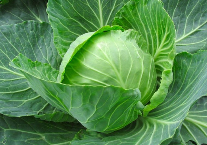 7 loại rau giàu canxi gấp nhiều lần nước xương, cao hơn cả sữa ảnh 1 7 loại rau giàu canxi gấp nhiều lần nước xương, cao hơn cả sữa ảnh 1