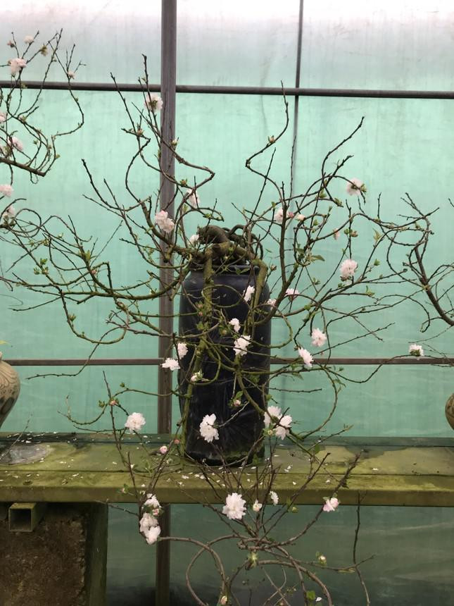 Anh Hoàng Hiếu (Tứ Liên, Hà Nội) cho biết, một trong những điều thú vị của nhất chi mai đó là đặc tính nở hai hoa lần. Hoa nở lần đầu vào dịp Tết. Sau đó, người sành chơi hoa biết cách tuốt lá, bấm cành sửa dáng thì mai sẽ tái nở. Mai nở lần hai vào khoảng tháng 2 âm lịch.