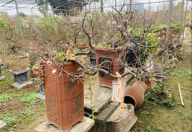 Cây mai dáng huyền đẹp mắt đã được khách đặt từ trước Tết cả tháng.