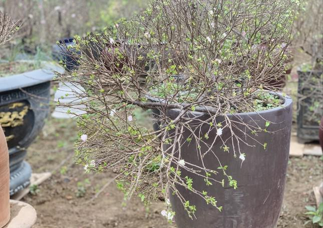 Dáng huyền nghiêng về một phía như những cây tự nhiên mọc ra từ vách núi; dáng tam đa phát triển từ một gốc chung sau đó phát ra 3 tán xoay quanh thân có ý nghĩa mang đến tài lộc vận may cho gia chủ.