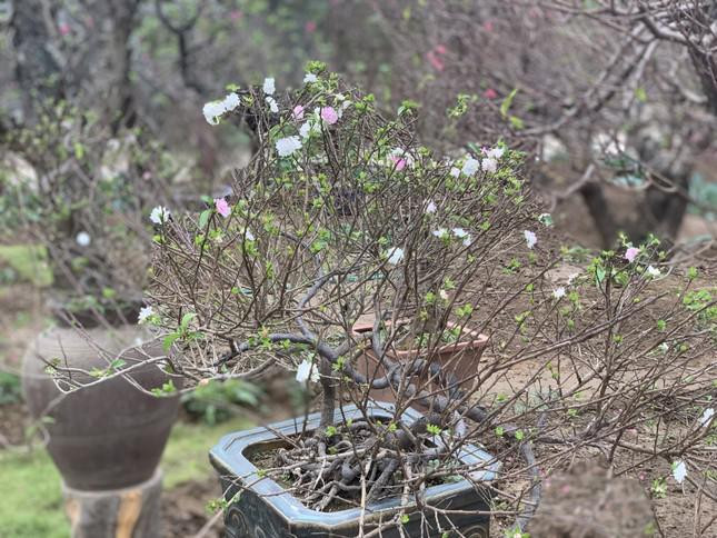 Thời điểm này, tại làng Nhật Tân, Hà Nội - nơi còn lưu giữ nghề trồng nhất chi mai, những bông hoa trắng muốt đã chớm nở, xen kẽ những chồi lộc xanh tươi nghênh đón xuân về.