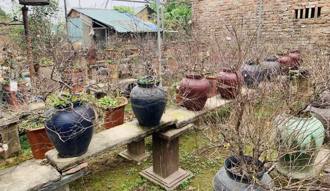 Theo chủ vườn tại làng Nhật Tân, thân và cành mai nhỏ, giòn, rất khó tạo dáng, thế nên những cây được tạo thế công phu sẽ rất đắt giá. Người chơi mai trắng có thể lựa chọn một trong các dáng như dáng trực thể hiện sự chính trực, mạnh mẽ.