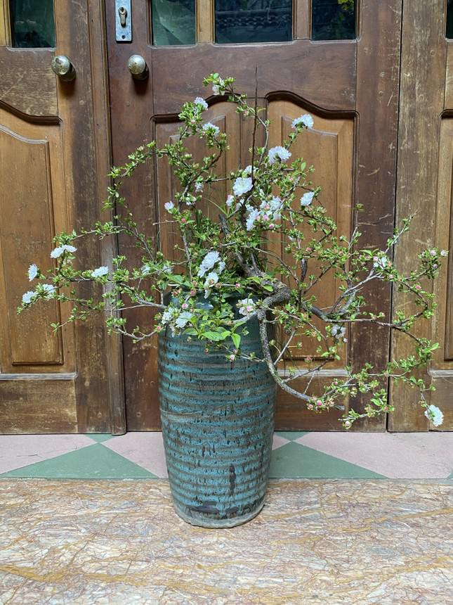 Thời điểm này, trên chợ mạng nhất chi mai cũng được một số tiểu thương rao bán với giá chỉ khoảng 500.000 đồng/cây. Dáng của các cây này chủ yếu là dáng trực, gốc còn non. Với giá cả phải chăng, mai trắng đã được nhiều người mua về trưng dịp Tết năm nay.