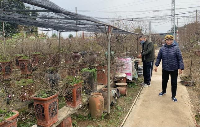 Thú chơi mai trắng cầu kỳ là thế, nên hoa nhất chi mai không phổ biến như mai vàng hay đào trong dịp Tết. Bên cạnh đó, để trồng được một chậu mai trắng đẹp cũng cần nhiều kinh nghiệm và công sức. Đến nay tại làng Nhật Tân, những nhà vườn trồng nhất chi mai cũng chỉ đếm trên đầu ngón tay.