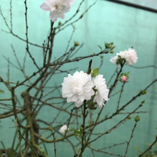 Tuy thân hình xù xì, cành khẳng khiu, nhưng lại kết ra những bông hoa tuyệt vời, màu trắng tinh khiết, một bông thường có từ 5-6 lớp cánh nhỏ đan xen, cá biệt có bông có đến 8-9 lớp cánh.