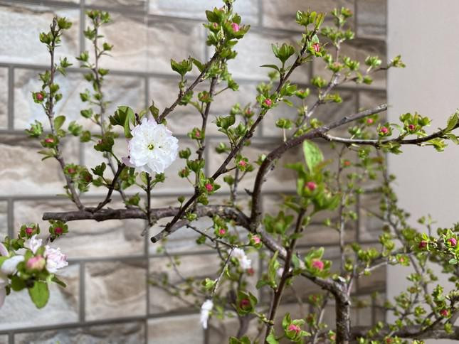 Cây mai trắng đặt trong nhà bài trí theo kiểu hiện đại cũng đẹp, tuy nhiên thích hợp nhất là để ở các gia đình có nội thất đồ cổ hoặc giả cổ. Nguồn: https://tienphong.vn/ha-noi-chiem-nguong-chi-mai-trang-dang-la-chi-cho-thue-chu-khong-ban-post15...Nguồn: https://tienphong.vn/ha-noi-chiem-nguong-chi-mai-trang-dang-la-chi-cho-thue-chu-khong-ban-post1502397.tpo