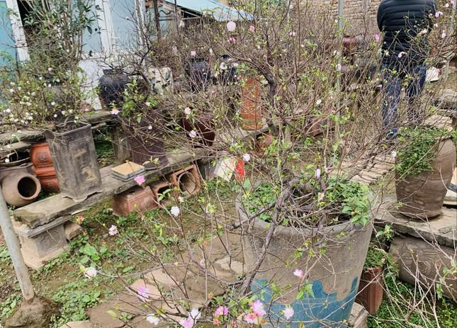 Theo chủ vườn, nhất chi mai có giá từ 1,5 triệu đồng/chậu. Những gốc mai cổ, nhà vườn chỉ cho thuê chứ không bán. Giá thuê của những gốc mai quý này có thể lên tới cả chục triệu vài ngày Tết.