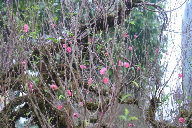 Cây đào có nhiều nụ, nhiều lộc