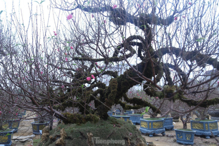 Từ gốc, thân, cành đều phủ rêu phong.