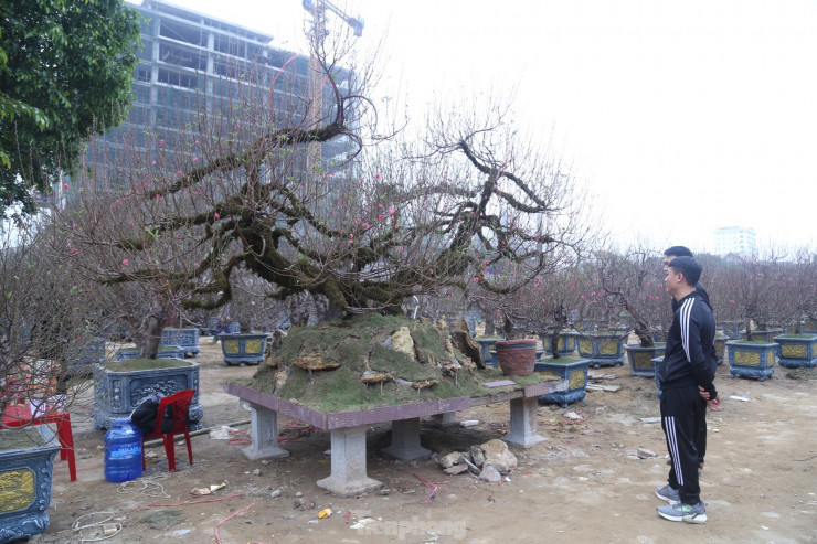 Cây đào nhật tân có thế độc, lạ và đẹp, có một số khách đại gia đến chỉ để ngắm chưa dám "xuống tiền" để rước về chơi Tết.