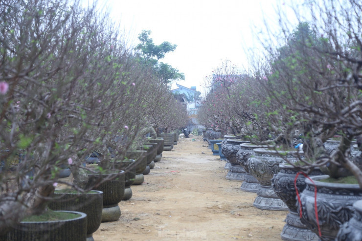  Những ngày này, dọc theo tuyến đại lộ 32 (TP Vinh, Nghệ An), các loại cây đào, quất, bưởi... được bày bán tràn ngập dọc hai bên. Theo khảo sát, năm nay, lượng cây cảnh được nhập về với số lượng nhiều hơn so với các năm trước.