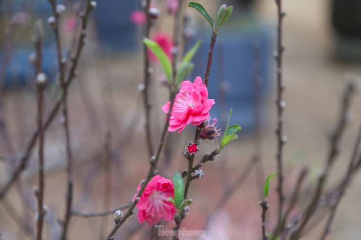 Hoa đào có màu sắc tươi tắn