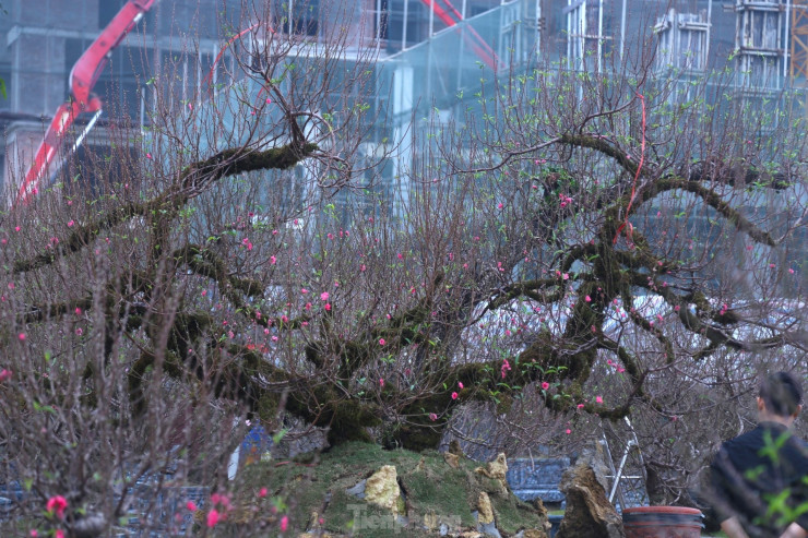 Nổi bật trong số đó là cây đào Nhật Tân thế rồng cao 4m, đường kính khoảng 7m.