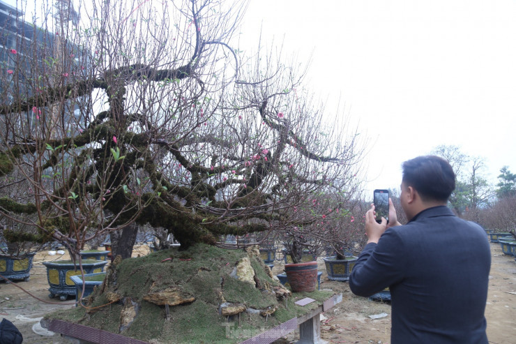 Người dân thích thú quay video về cây đào 'khủng' này