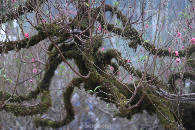 Anh Cường (chủ gốc đào) chia sẻ, gốc đào được đưa về từ Hà Nội. Đây là gốc đào dáng rồng, có tuổi đời khoảng 50 năm, kiểu dáng độc lạ.