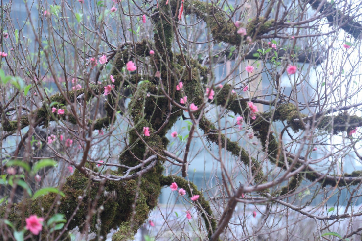 Những cành cây đào được tạo dáng rất bắt mắt.