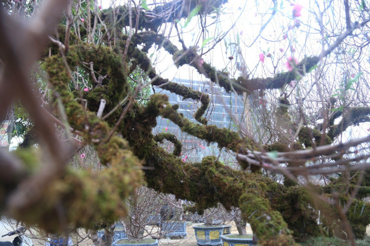 Những cành đào uốn lượn, bắt mắt.