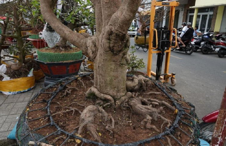 Cận cảnh cây mai vàng từng được chủ nhân tìm dân chơi, dù được trả 3,5 tỷ ảnh 3