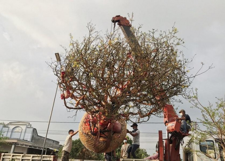 Cận cảnh cây mai vàng từng được chủ nhân tìm dân chơi, dù được trả 3,5 tỷ ảnh 1