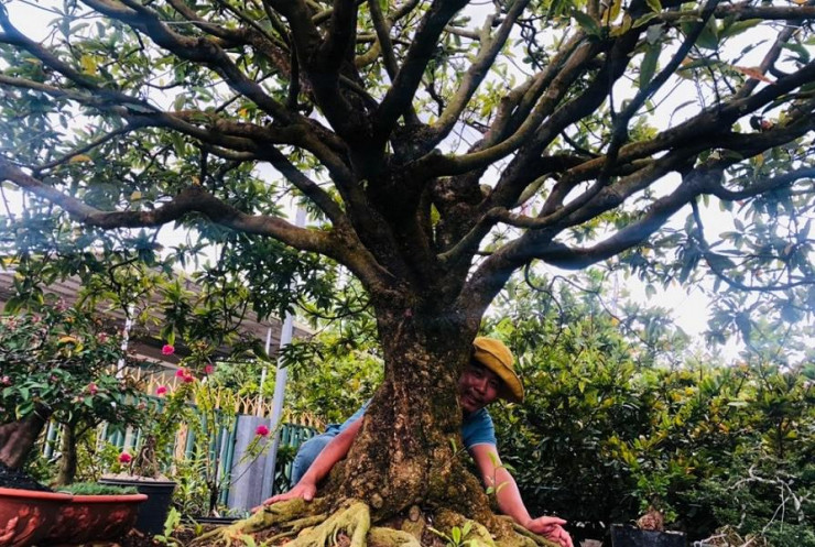 Cận cảnh cây mai vàng từng được chủ nhân tìm dân chơi, dù được trả 3,5 tỷ ảnh 2