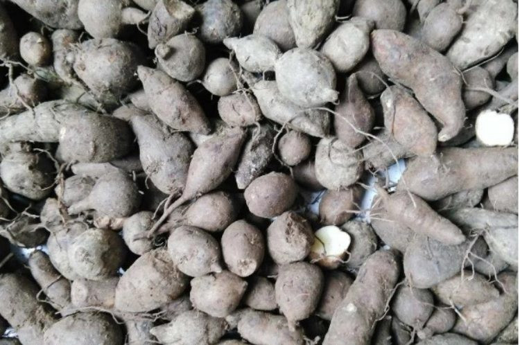 Củ hình chuột ở quê, đào lên đem bán thu hơn nửa triệu/kg ảnh 1