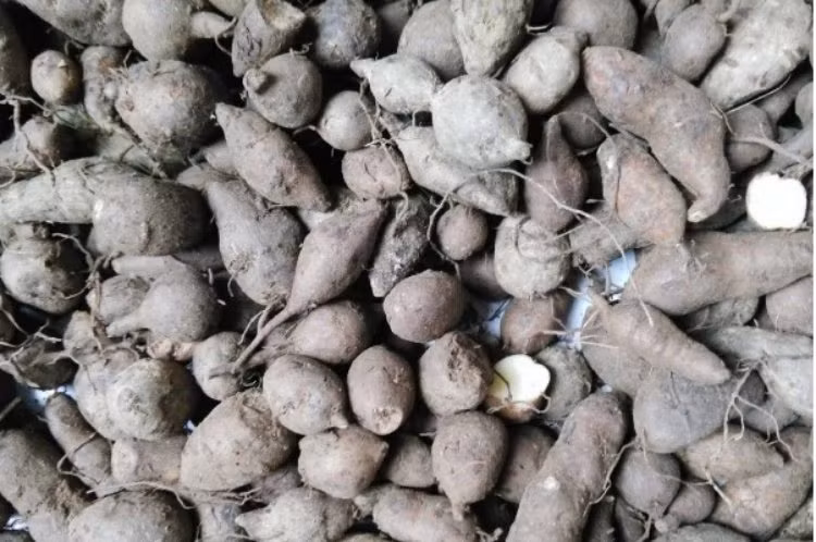 Củ hình chuột ở quê, đào lên đem bán thu hơn nửa triệu/kg ảnh 1