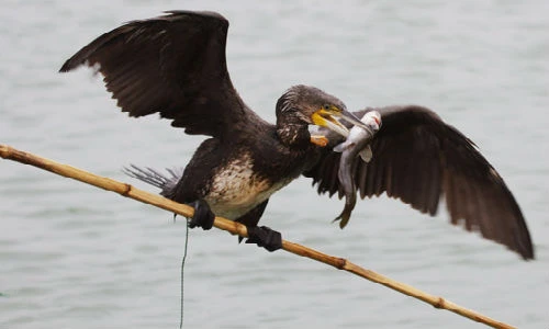 Xem chim cốc bắt cá như nghệ sĩ xiếc