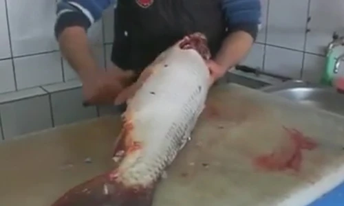 Cách làm cá chép đâu ra đấy chưa đến 5 phút