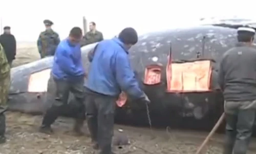 Rùng mình cảnh xẻ thịt cá voi khổng lồ 