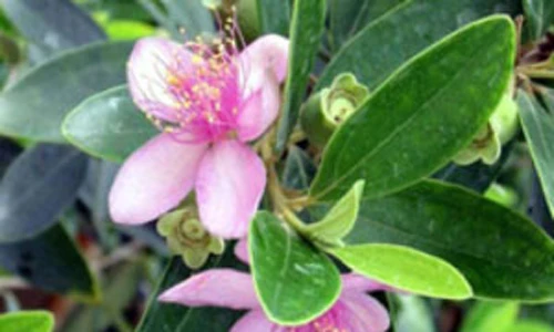 Công dụng chữa bệnh đặc biệt của cây sim