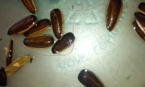 Phát hoảng với hình ảnh hạt hướng dương "đẻ" ra giòi