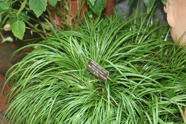 3. Cây thạch xương bồ: Thạch xương bồ (tên khoa học là Acorus calamus) là một loại cây cảnh rất thanh tao, dáng thế đẹp, xanh tươi quanh năm, hương thơm thoang thoảng.