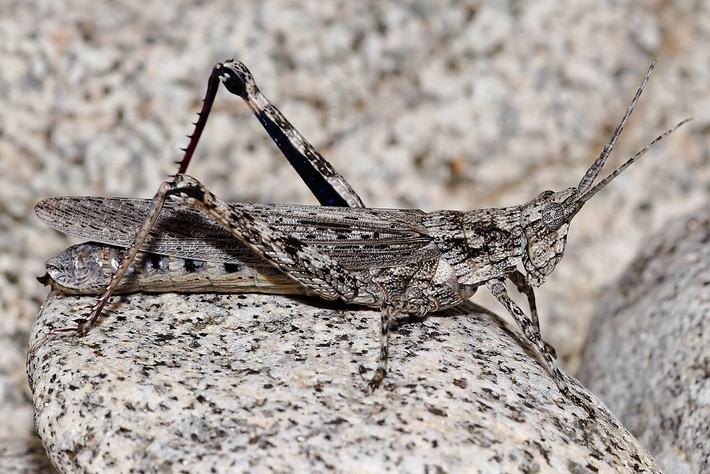 br/> 9. Châu chấu (họ Acrididae): Mặc dù chúng vô hại khi ở một mình, nhưng trong những trường hợp hiếm hoi và trong những điều kiện cụ thể, châu chấu tụ tập thành đàn với quy mô lớn, quét qua các cảnh quan và tàn phá các cánh đồng chỉ trong vài phút. Sự tấn công dữ dội này có thể biến những vụ mùa tươi tốt thành vùng đất hoang cằn cỗi chỉ trong chớp mắt.